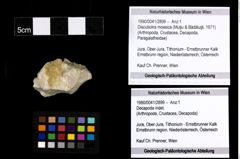 Foto (Objekt + Etiketten) von Discutiolira moesica (Muţiu & Bădăluţă, 1971) 